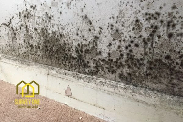 What’s the First Step to Take When You Notice Damp on a Party Wall Liverpool?
